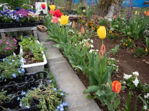 チューリップ　240408 (1 - 1)